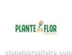 Plante Uma Flor Floricultura - Setor Pedro Ludovico - Goiânia Go