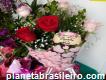 Floricultura Beija Flor Santa Izabel