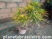 Árvore brasileirinho ou pingo de ouro