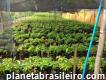 Fruticultura Menezes - Dona Euzebia