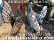 Criatório de galinhas ornamentais aves exóticas em barroso barbacena e são joão del rei minas gerais