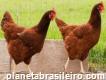 Avícola Meriti - Criatório Pinto Embrapa 051 - Franga Poedeira