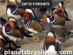 Criação de patos marrecos Barroso Minas Gerais